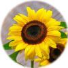 Small_1534272681-sunflower-flowers-bright-yellow-46216