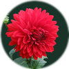 Small_dahlia-red-blossom-bloom-60597